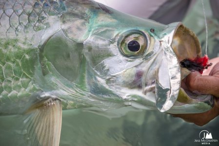 wta_913_2021 tarpon