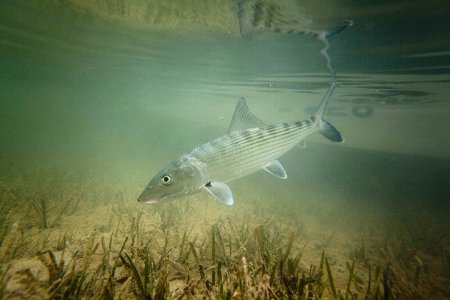 wta_913_ZKCPYU_Bonefish