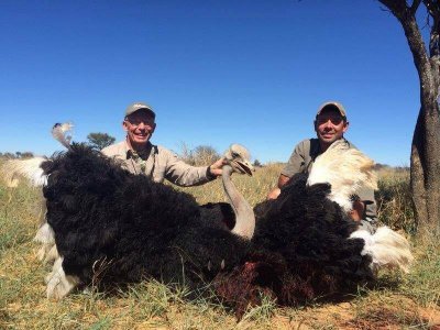wta_951_UK4ML8_TomGoodwin-ostrich