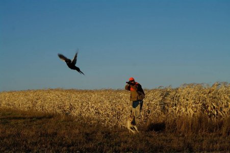 wta_959_8T2QF2_R&RPheasanthunt11-3-09067