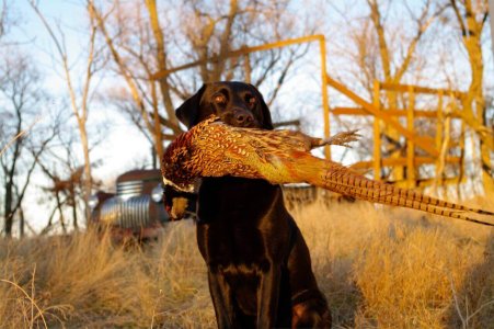 wta_959_QR32LP_R&RPheasanthunt11-3-09No.2081